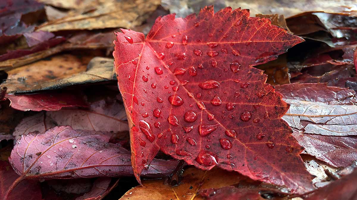 Leaf with raindrops in the fall